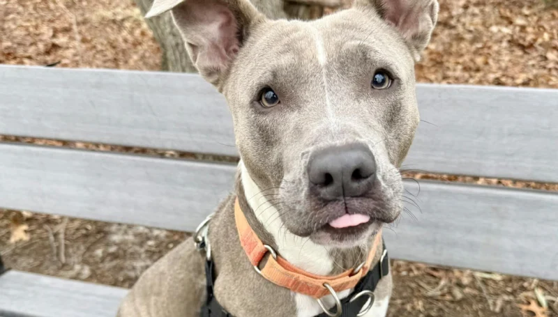 Monmouth county spca spotlights 4-year-old pittie mix lucy for adoption