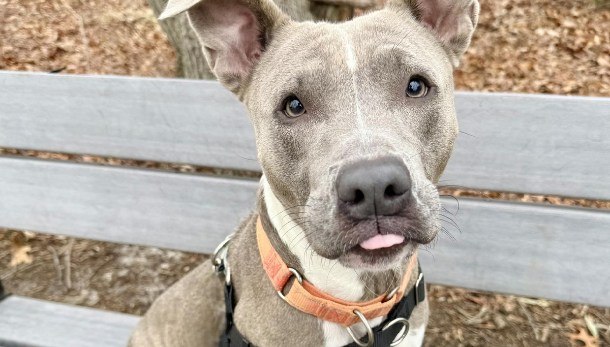 Monmouth County SPCA spotlights 4-year-old pittie mix Lucy for adoption