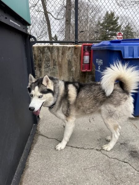 Husky Found Wandering Near Route 30 in Absecon Now Safe at Atlantic County Animal Shelter