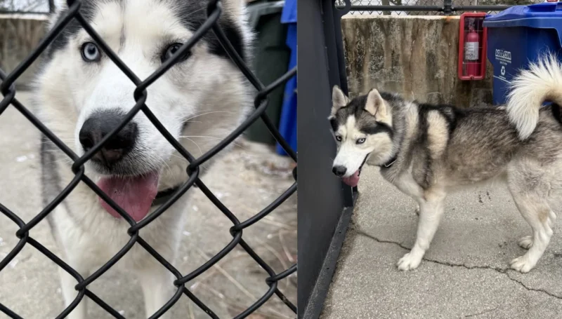 Husky found wandering near route 30 in absecon, now safe at atlantic county animal shelter