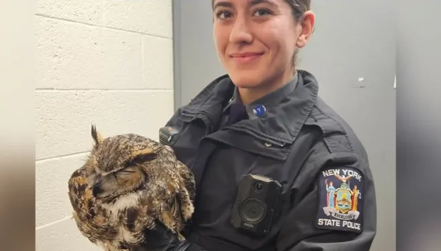 Trooper rescues injured great horned owl along new york thruway