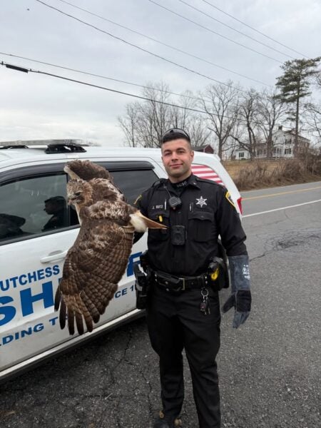 Deputies Rescue Injured Hawk During Wildlife Call in Dutchess County