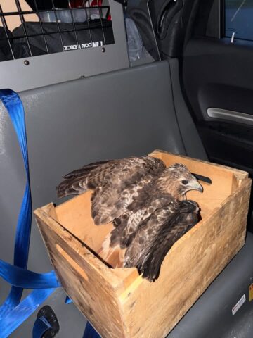 Deputies rescue injured hawk during wildlife call in dutchess county