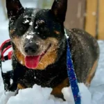 Aussie cattle dog Ozzy seeking adoptive home in New Jersey