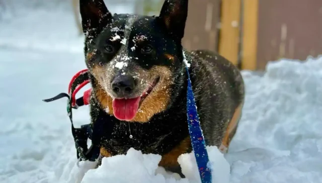 Aussie cattle dog ozzy seeking adoptive home in new jersey
