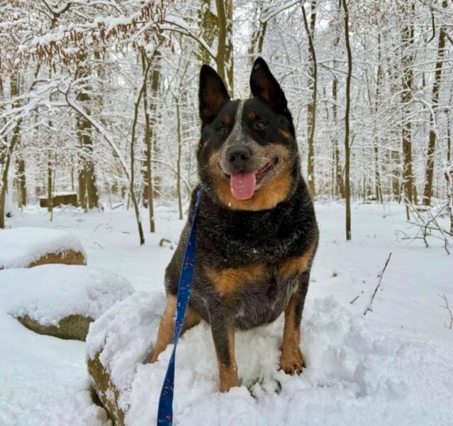 Aussie cattle dog Ozzy seeking adoptive home in New Jersey