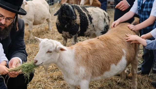 Update: jackson resident has had it with illegal petting zoo operating across the street from his house