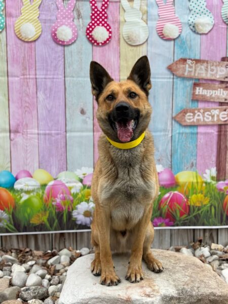 Chesapeake pooch joins the swat team