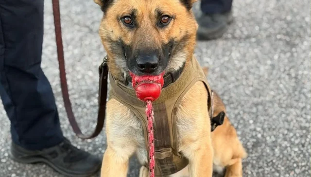 Chesapeake pooch joins the swat team