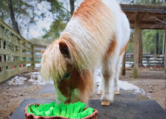 Popcorn park food drive seeks donations to feed rescued animals in new jersey