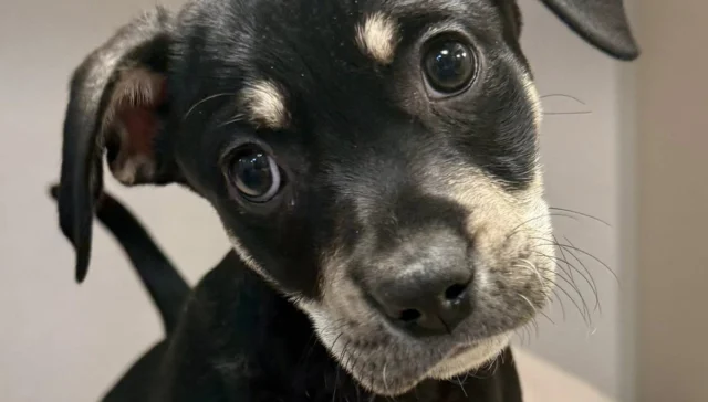 Pittie mix puppies arrive at monmouth county spca ready for adoption