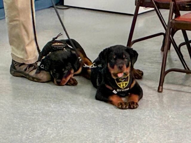 K-9 puppies otto and bruno the cutest new addition to the gloucester police department welcome citizen cadets