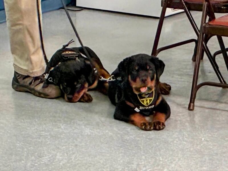K-9 puppies otto and bruno the cutest new addition to the gloucester police department welcome citizen cadets