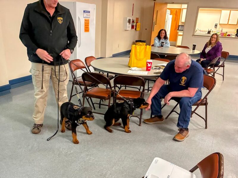 K-9 puppies otto and bruno the cutest new addition to the gloucester police department welcome citizen cadets