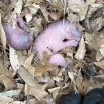 Baby squirrels reunited after nest found under Maryland solar panels
