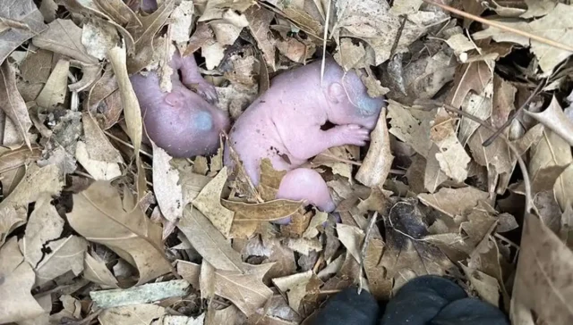 Baby squirrels reunited after nest found under maryland solar panels