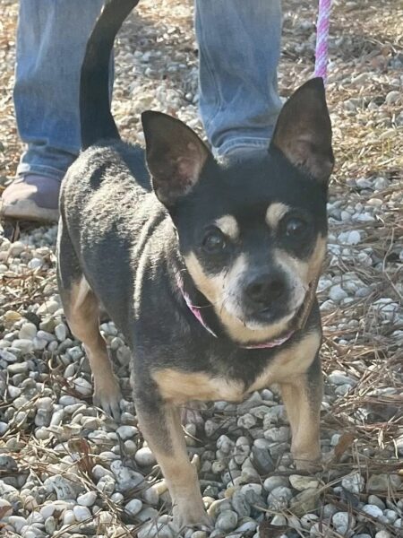 Rescue transfer gives shelter dog “happy” a second chance at new life