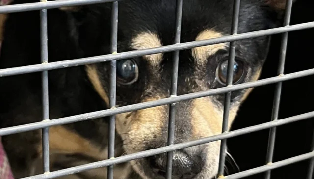 Rescue transfer gives shelter dog “happy” a second chance at new life