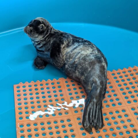 Grey seal rescued from lavallette beach now recovering at nj center