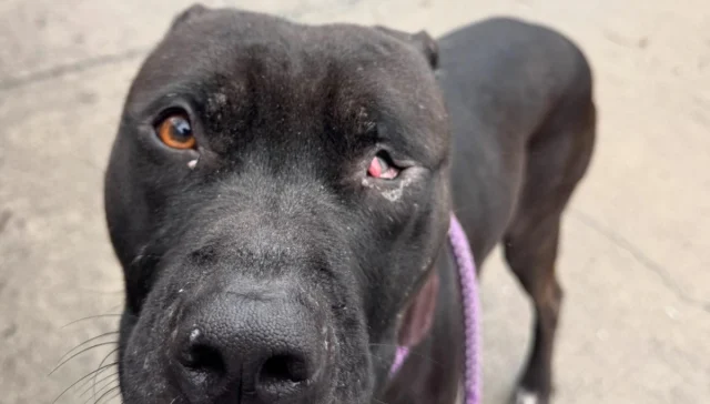 Newark shelter rescue: dog ‘smokey’ recovering after eye removal surgery