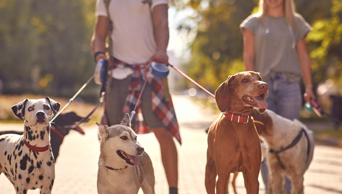 New Jersey Town Wants to Limit How Many Dogs One Family Can Legally Own or Face Possible Jail Time