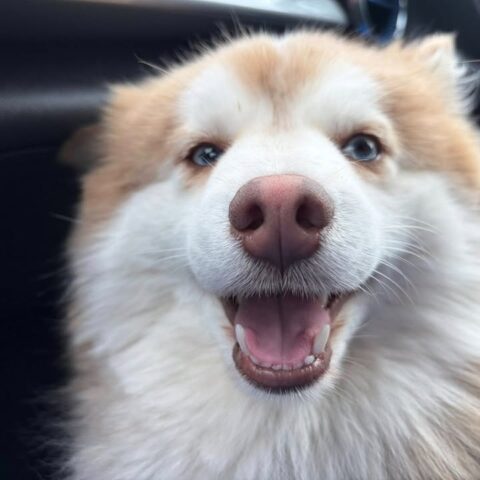 Beloved dog missing since summer finally reunited with owner