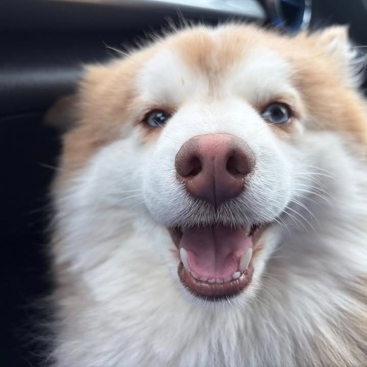 Beloved dog missing since summer finally reunited with owner