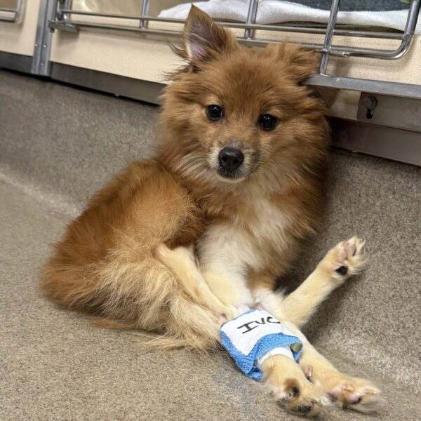 Abandoned, emaciated dog found in marlboro sparks rescue and investigation
