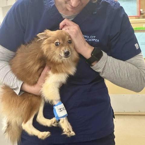 Abandoned, emaciated dog found in marlboro sparks rescue and investigation