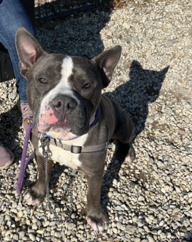 Shelter dog with clean record still waiting for way out