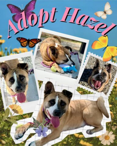 Heartbroken shelter pup hazel waits as search for forever home drags on