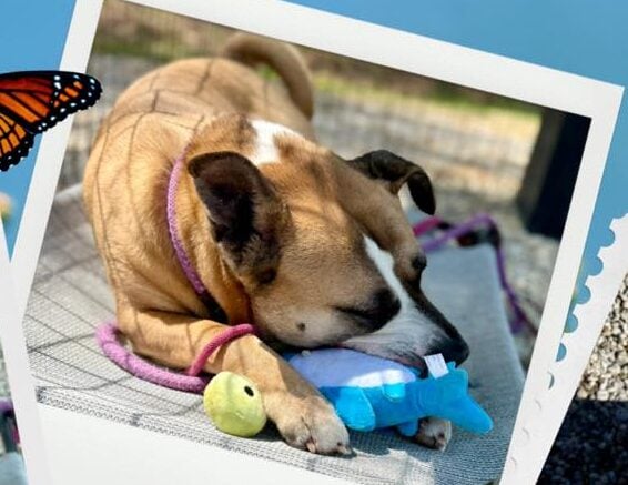 Heartbroken shelter pup Hazel waits as search for forever home drags on