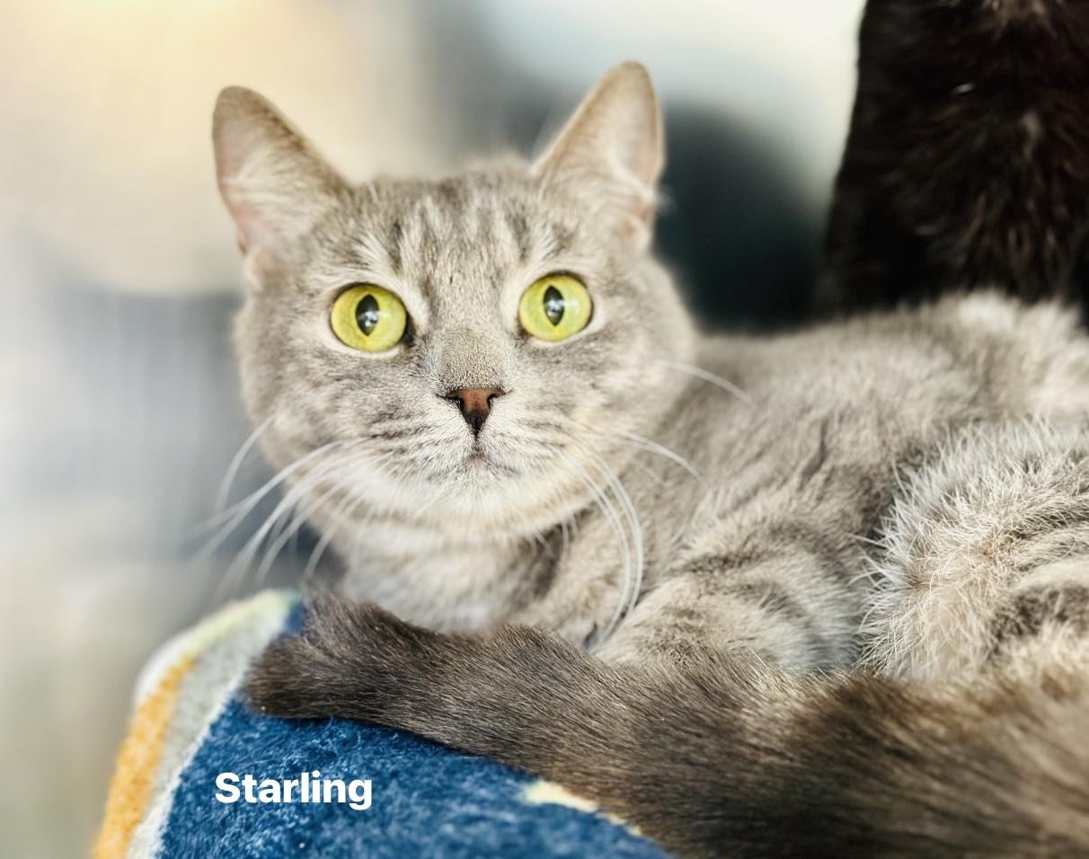 Dozens of adorable kitties hit Jackson adoption floor as shelter opens doors for same day take home