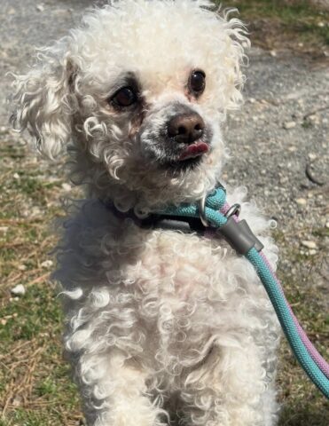 Small dog overwhelmed in jackson shelter needs rescue