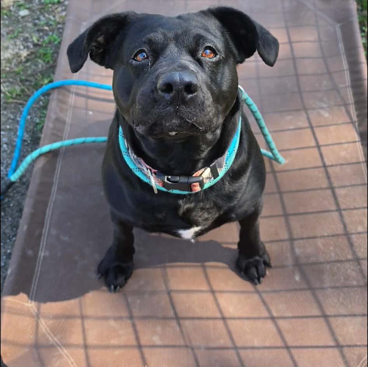 Urgent rescue plea issued for four overlooked shelter dogs