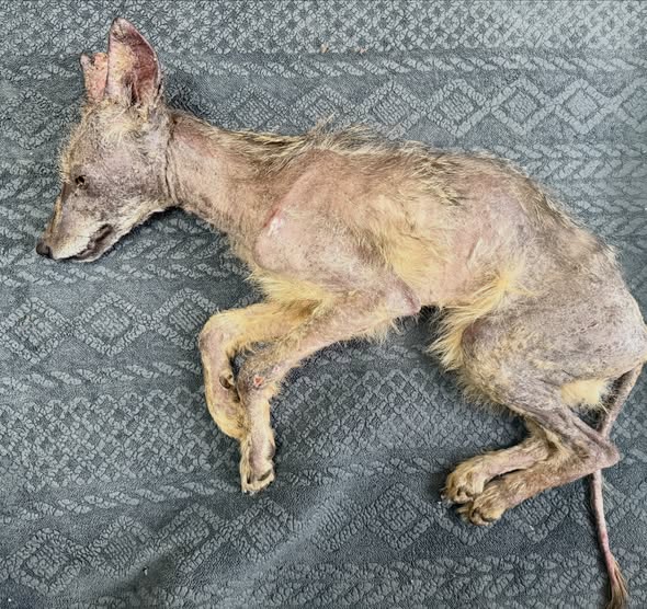 Coyote pup mistaken for sick fox rescued from ocean county shed, released back into wild Coyote pup mistaken for sick fox rescued from ocean county shed, released back into wild