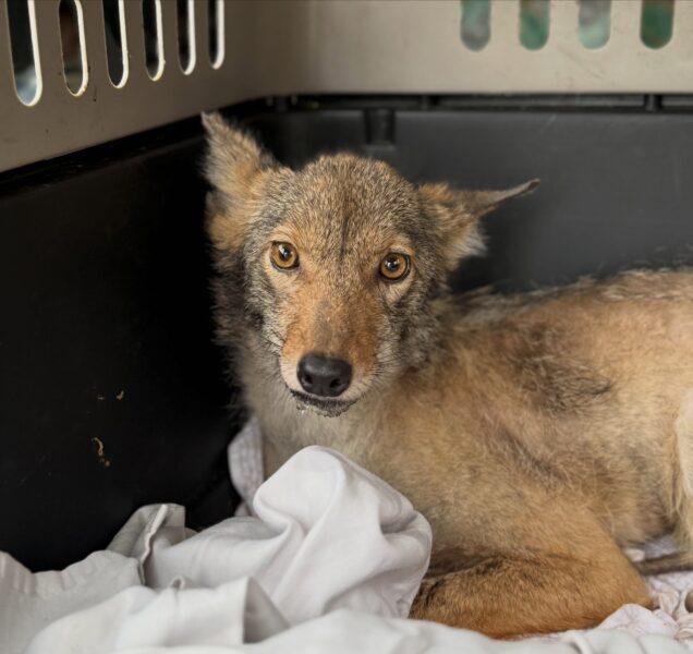 Coyote pup mistaken for sick fox rescued from ocean county shed, released back into wild Coyote pup mistaken for sick fox rescued from ocean county shed, released back into wild