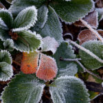 Close-up of frost-covered green leaves with jagged edges; a few orange leaves showing autumn color. A thin layer of ice crystals coats the leaf margins down to the ground edge.
