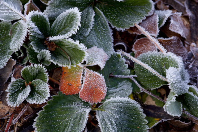 Close-up of frost-covered green leaves with jagged edges; a few orange leaves showing autumn color. A thin layer of ice crystals coats the leaf margins down to the ground edge.