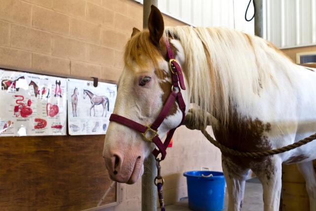 Morris county equestrian coach charged with sexual assault of 16-year-old