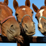 Three brown horses lean over a wooden fence, wearing halters, with a clear blue sky behind them.