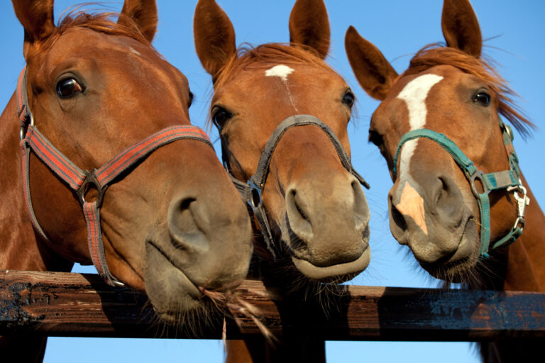 Three brown horses lean over a wooden fence, wearing halters, with a clear blue sky behind them.
