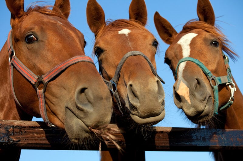 Three brown horses lean over a wooden fence, wearing halters, with a clear blue sky behind them.