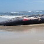 Beached dead whale on wet sand with the ocean waves in the background, a rope attached to its tail visible at left side.