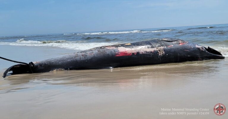 Beached dead whale on wet sand with the ocean waves in the background, a rope attached to its tail visible at left side.