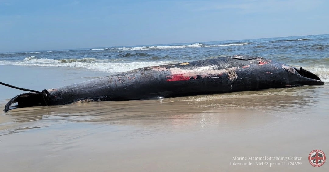 44-Foot Endangered Sei Whale Found Dead in Newark Bay Had Not Eaten Before Death, Necropsy Finds