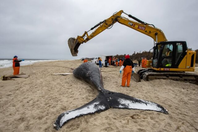 Young humpback whale found dead at sandy hook shows signs of vessel impact