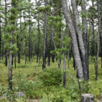 Dense pine forest with tall trunks and green undergrowth, light filtering through branches.
