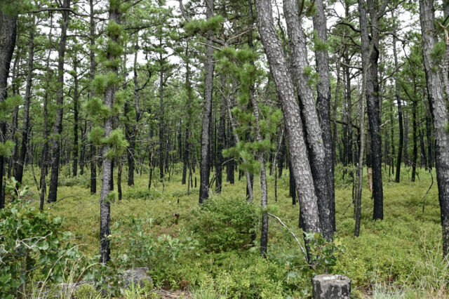 Dense pine forest with tall trunks and green undergrowth, light filtering through branches.