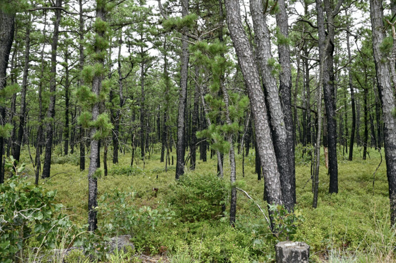 Dense pine forest with tall trunks and green undergrowth, light filtering through branches.